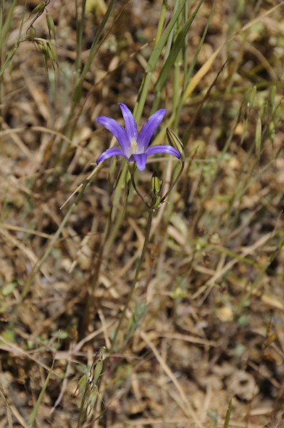 Elegant Brodiaea