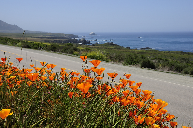 California Poppies and coastline