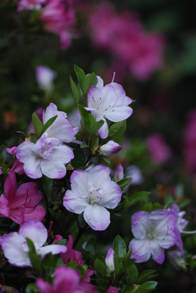 Azaleas