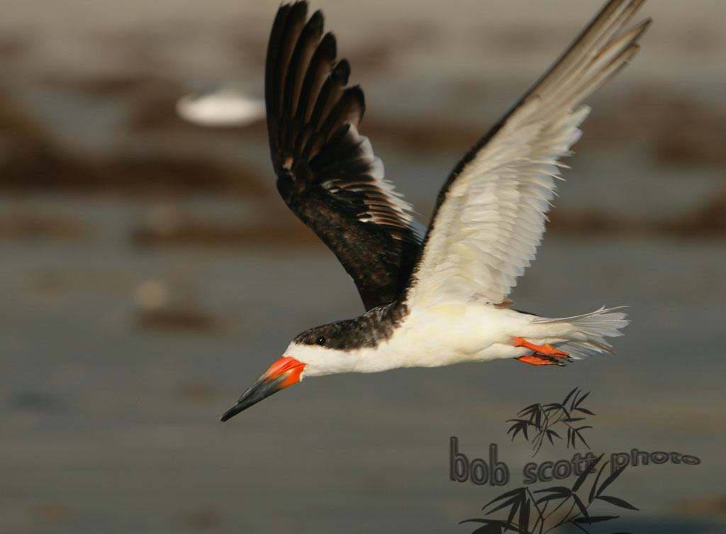 Sept Beach birds 134.JPG