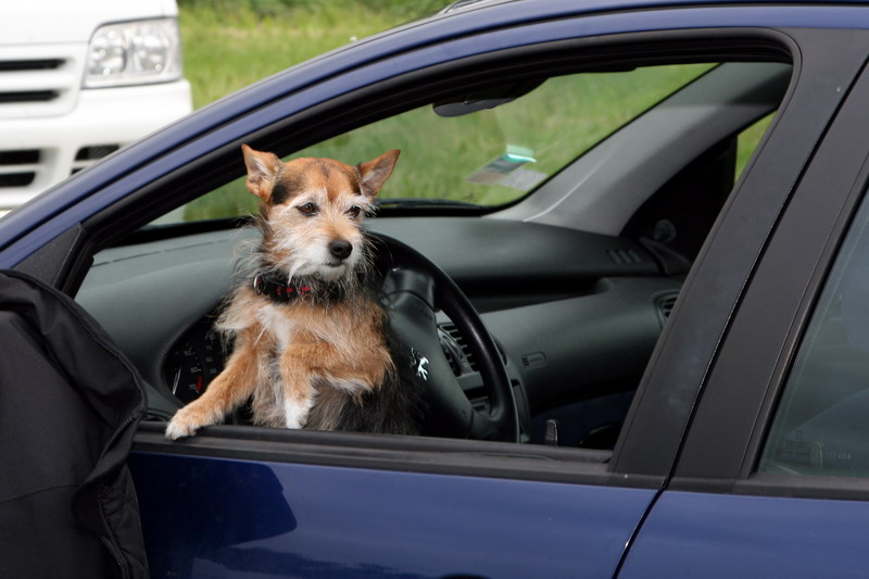 Poupy garde la voiture !