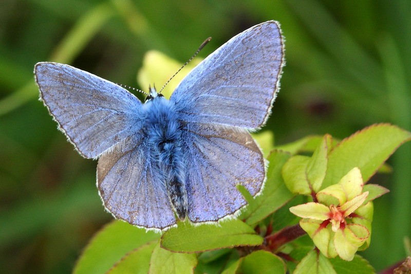 Lysandra bellargus