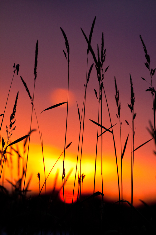 _MG_4575.jpg