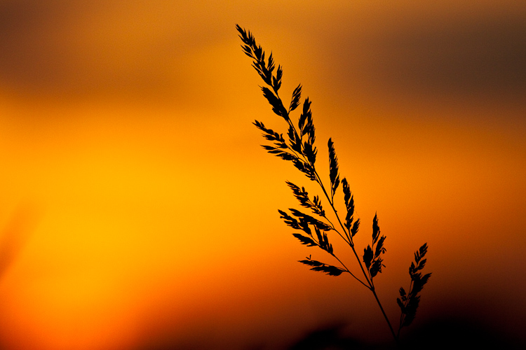 _MG_5329.jpg