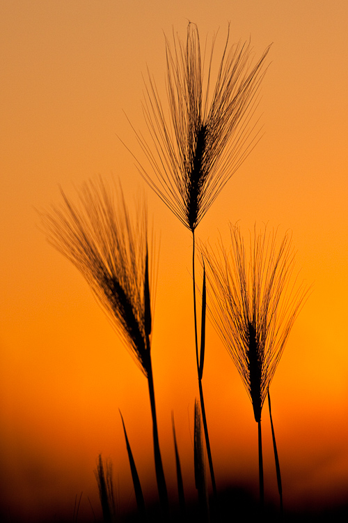 _MG_6917.jpg