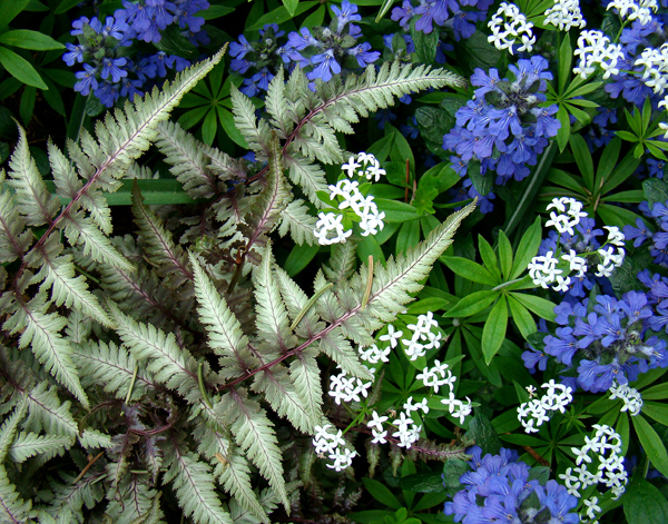 Fern.jpg