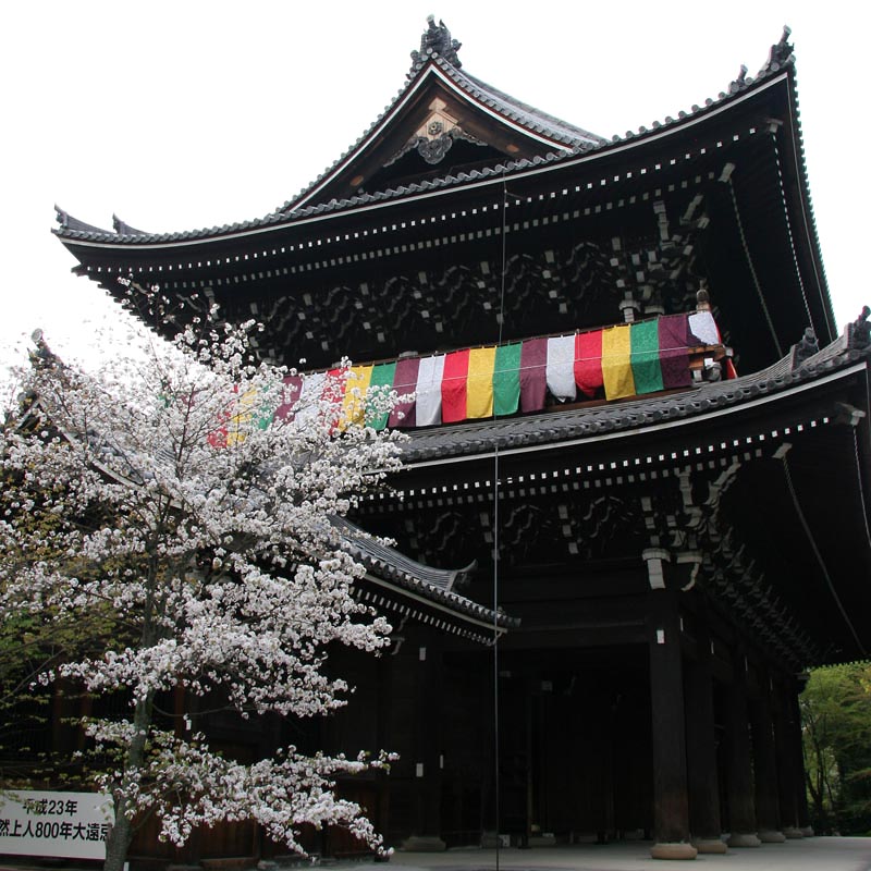 cherry blossom and temple