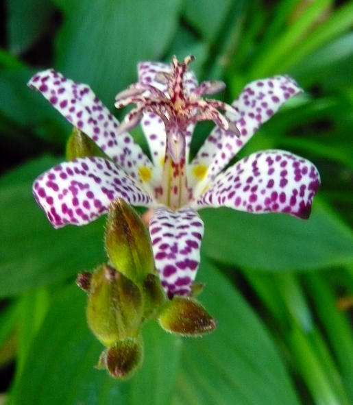 Tricyrtis