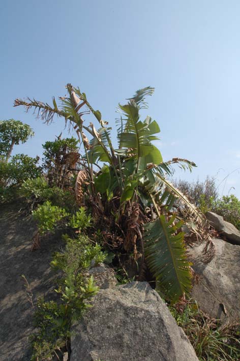 Strelizia spp.  Malolotja Nature Reserve, Swaziland