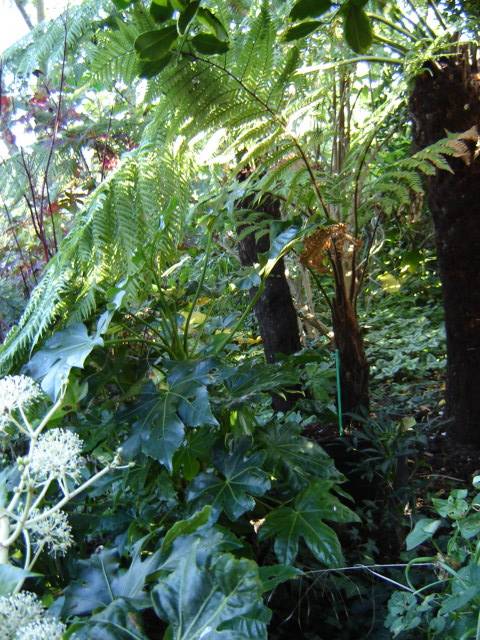 Dicksonia antarctica,fibrosa and squarrosa.