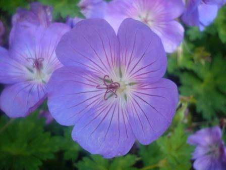 Geranium