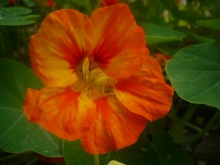 Nasturtium