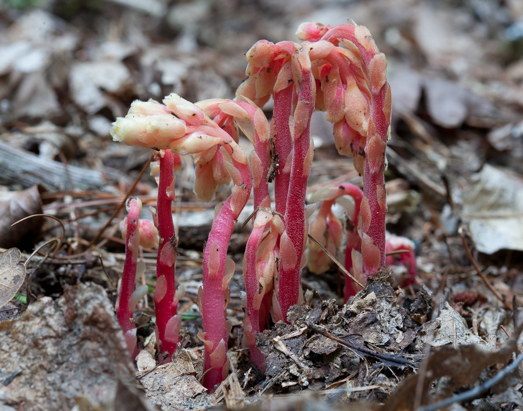 Pinesap (<i>Monotropa hypopitys</i>)