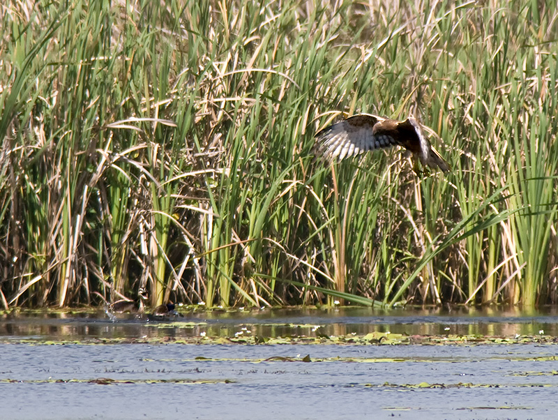 Swamp Harrier and Pacific Black Duck chicks _9151979.jpg