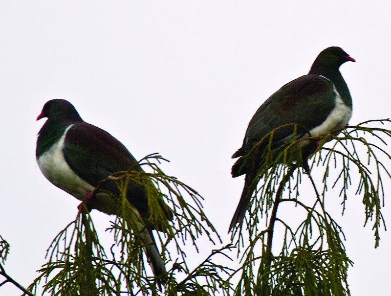 NZ Pigeons in the Mist _9070718.jpg