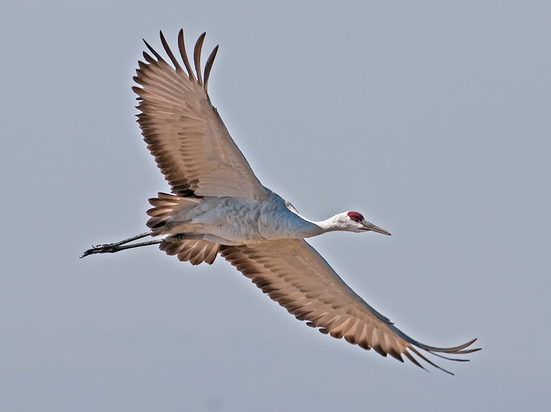 Sandhill Crane 2 _A054951.jpg