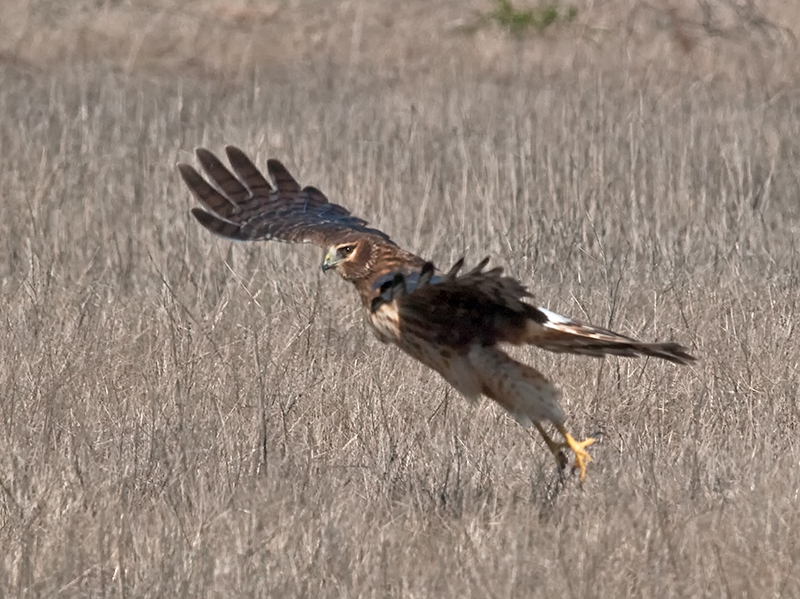 Female Northern Harrier _B305897.jpg