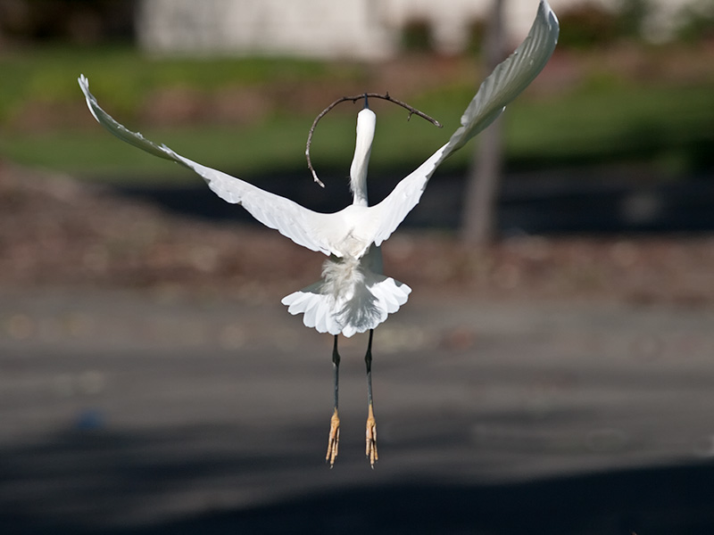 Snowy Egret _3229750.jpg