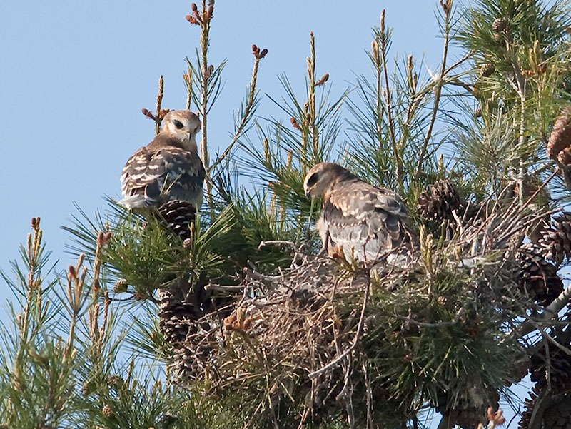 Baby White-tailed Kites _4230681.jpg