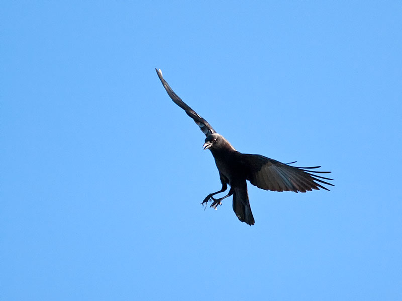 Crow _5011579.jpg