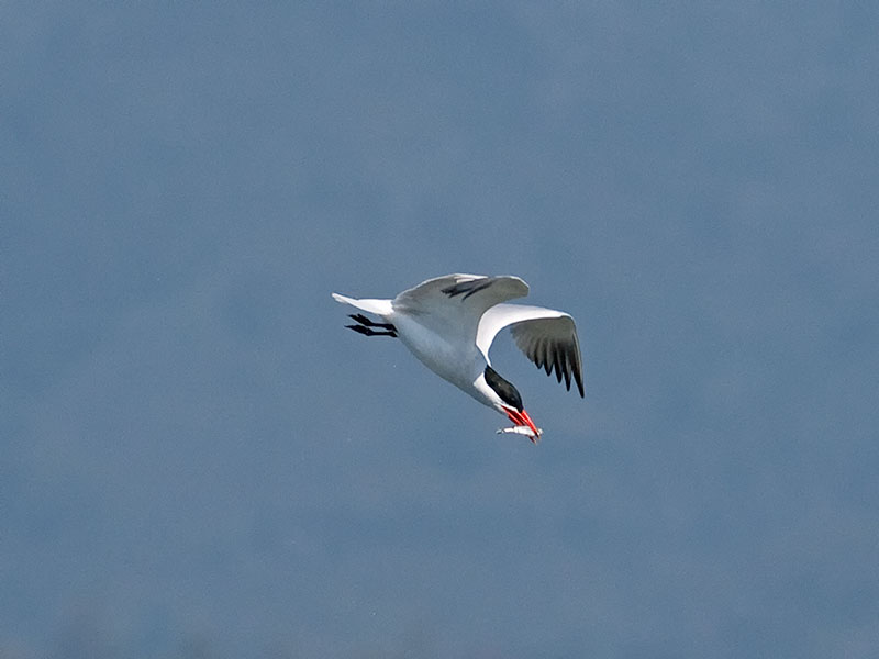 Caspian Tern _5133314.jpg