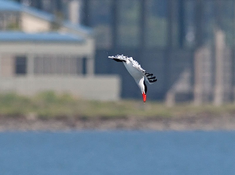 Caspian Tern _5133323.jpg
