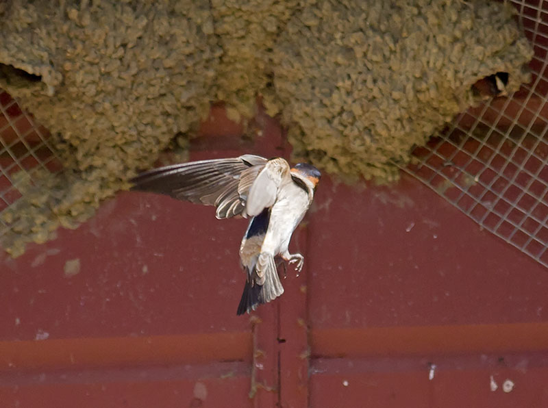 Cliff Swallow _5013634.jpg