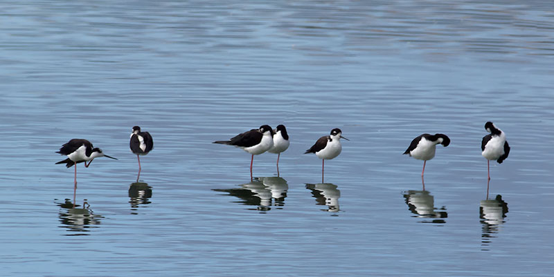 Black-necked Stilts  _8076971.jpg