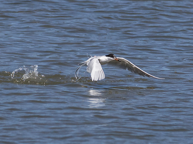 Forsters Tern  _4143456.jpg
