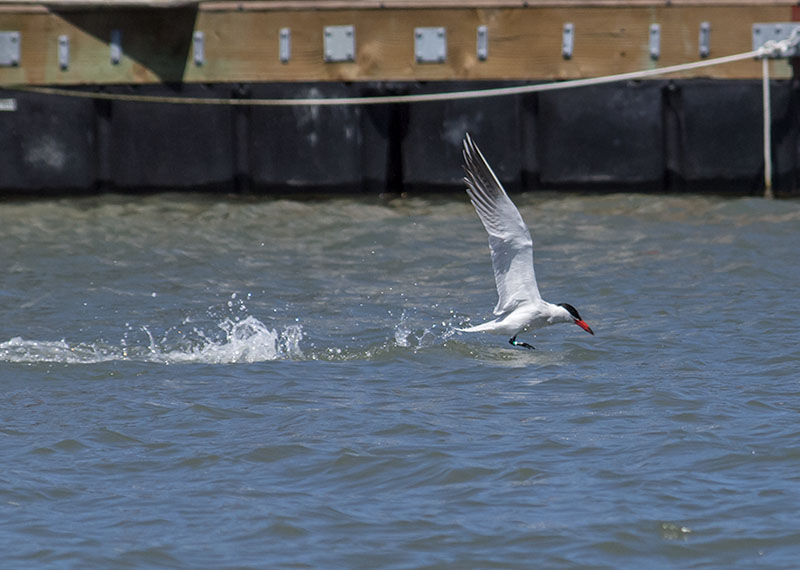 Forsters Tern _5234007.jpg