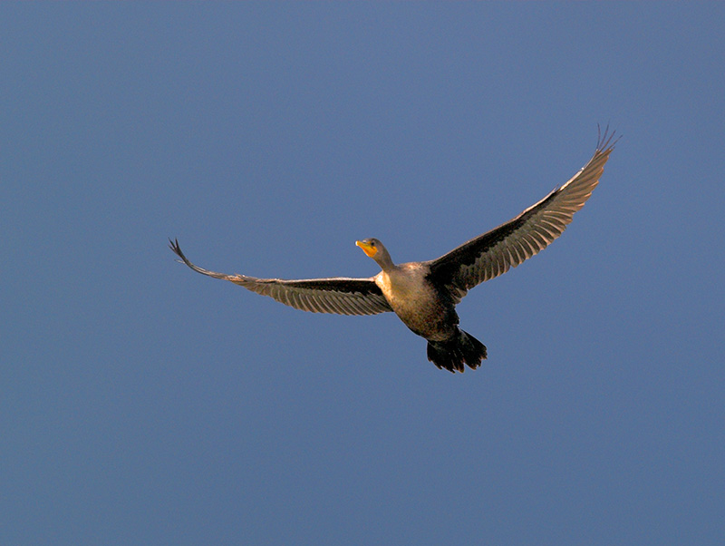 Cormorant_B039538-01 8x6.jpg