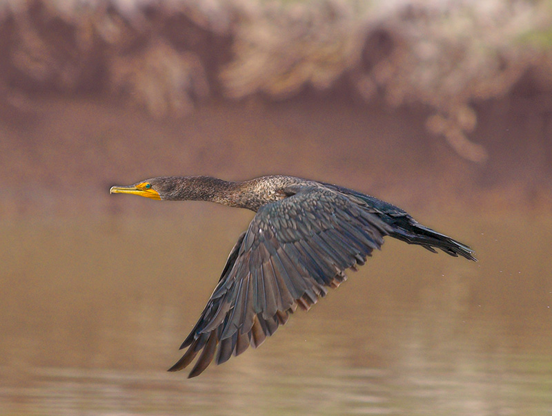 Cormorant_B059762-02.jpg