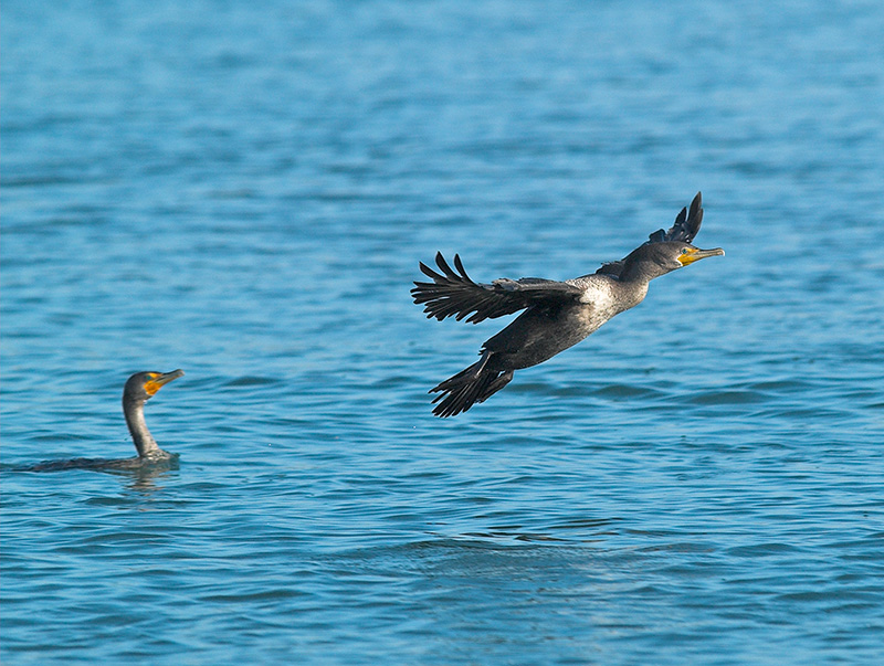 Cormornt_A218764-01 8x6.jpg