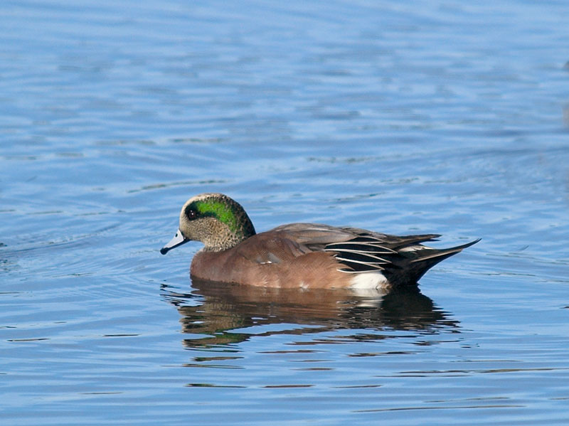 American Wigeon _B120104-01.jpg
