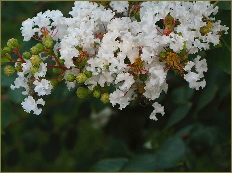 MORE CRAPE MYRTLE FLOWERS