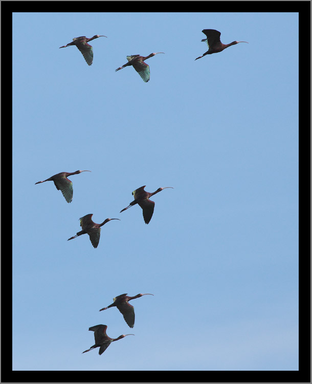 White-Faced Ibis Colony In Flight