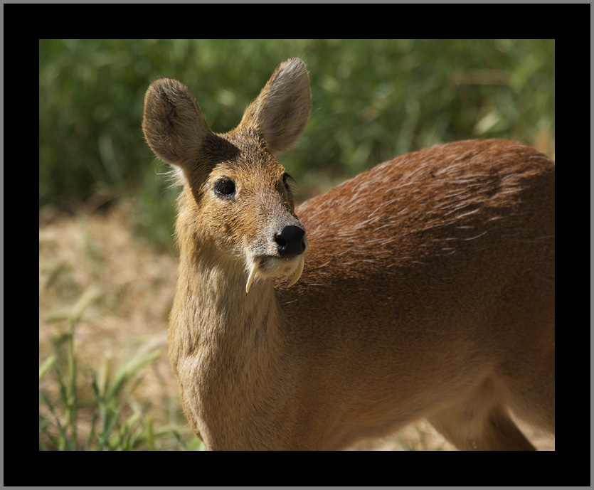Adult Male #1