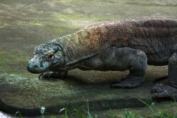 Birdpark dragon with issues.jpg