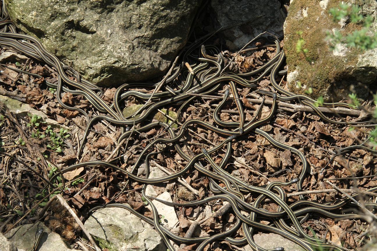 snake den 3.jpg