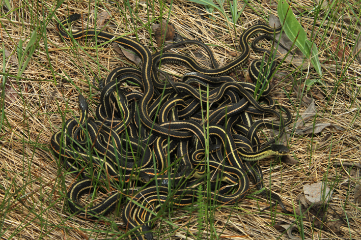 breeding clump.jpg