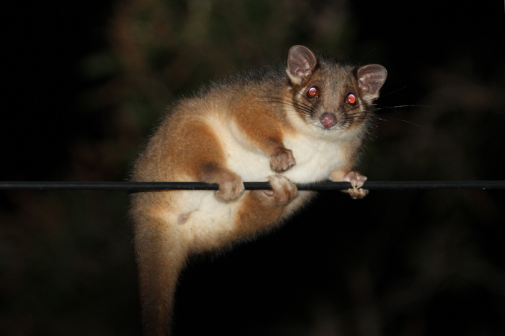 ringtail.jpg