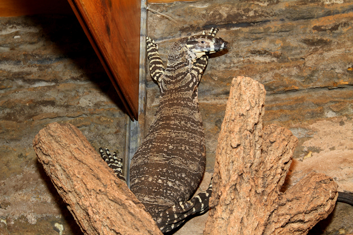 NeLiSh hanging position.jpg