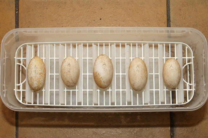 eggs.jpg
