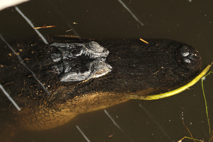 big alligator.jpg