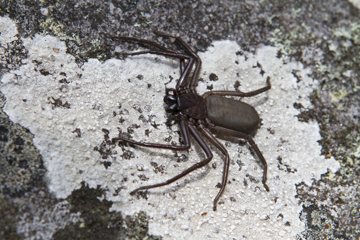 flat rock spider 2.jpg