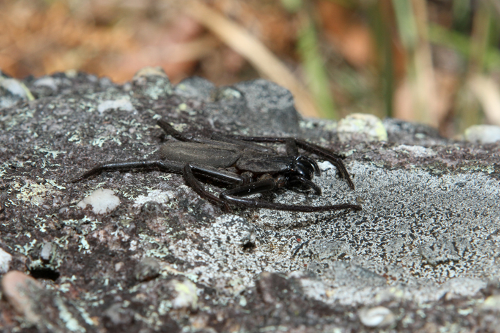 flat rock spider.jpg