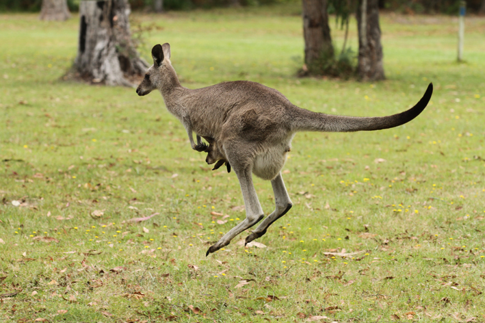 kanga and joey.jpg