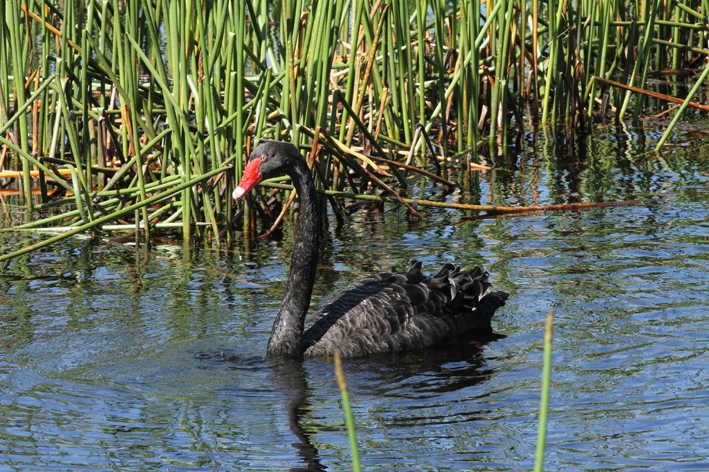 black swan.jpg
