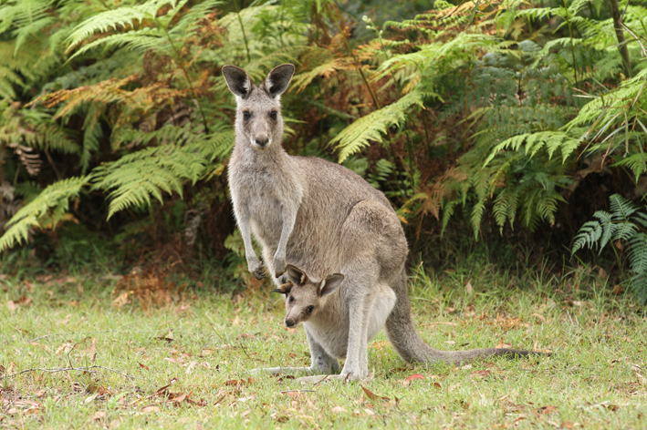 kanga and joey 2.jpg