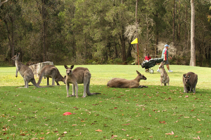 roos and golfer.jpg